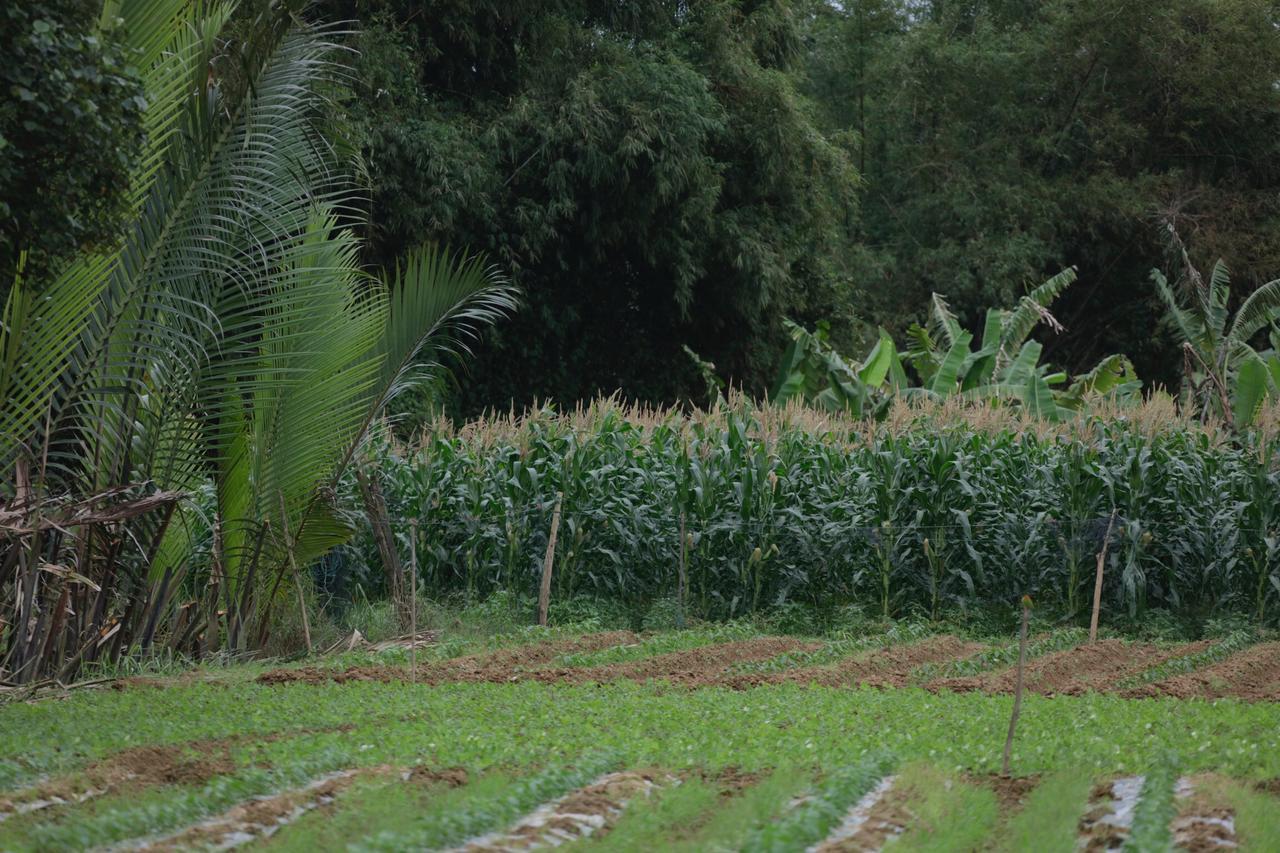 Riverside Hamlet Homestay & Villa Hoi An Luaran gambar